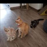 (Category: ) located in . Submitted by sg.gaz.7 (Listing ID 1375348385, Image 1). Description: .
