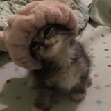 (Category: ) located in . Submitted by asaprockie (Listing ID 1440741025, Image 1). Description: .