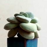 (分類:)位於 。 由 kailanchoi63 提交(商品編號 1387924002,圖片 1)。簡介: 。