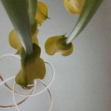 (分類:)位於 。 由 janjannjan 提交(商品編號 1457232996,圖片 1)。簡介: 。