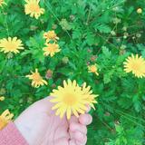 (Category: ) located in . Submitted by hara.alif (Listing ID 1382845682, Image 1). Description: .