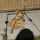 (Category: ) located in . Submitted by ordinary_blue (Listing ID 1343090519, Image 1). Description: .