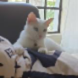 (Category: ) located in . Submitted by armiemb1974 (Listing ID 1350432681, Image 1). Description: .