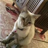 (Category: ) located in . Submitted by snirdinaaaa (Listing ID 1381853471, Image 1). Description: .
