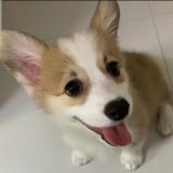 （分類：）位於 。 由 ilovesharing__ 提交（商品編號 1283490939，圖片 1）。簡介： 。
