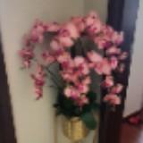 (Category: ) located in . Submitted by seri_83 (Listing ID 1384686396, Image 1). Description: .