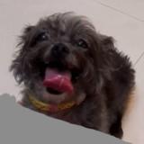 由 liu254318 (刊登 ID 1360732950，圖片 1) 提交，位於 的 (類別：)，說明：。