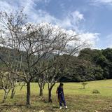 由 wuevaw (刊登 ID 1383184495，圖片 1) 提交，位於 的 (類別：)，說明：。