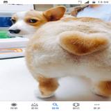 由 muchlelecoco (刊登 ID 1123692197，圖片 1) 提交，位於 的 (類別：)，說明：。