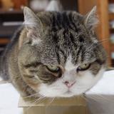 （分類：）位於 。 由 maruzuki 提交（商品編號 1379401039，圖片 1）。簡介： 。