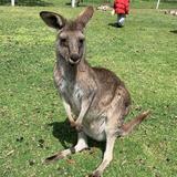 （分類：）位於 。 由 ying0309hj 提交（商品編號 1183333853，圖片 1）。簡介： 。