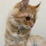 (Category: ) located in . Submitted by meowtcg (Listing ID 1394542513, Image 1). Description: .