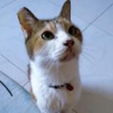 (Category: ) located in . Submitted by meowtimesg (Listing ID 1321558080, Image 1). Description: .