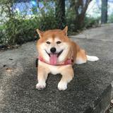 （分類：）位於 。 由 bmkau 提交（商品編號 1165212380，圖片 1）。簡介： 。