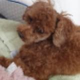 (Category: ) located in . Submitted by doggybooboo (Listing ID 1380013059, Image 1). Description: .