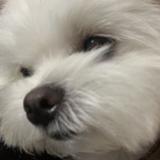 由 han_090 (刊登 ID 1384747241，圖片 1) 提交，位於 的 (類別：)，說明：。