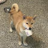 由 loubbmhhv (刊登 ID 1330505055，圖片 1) 提交，位於 的 (類別：)，說明：。