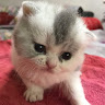 （分類：）位於 。 由 danielmwh 提交（商品編號 1152775803，圖片 1）。簡介： 。