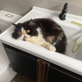 (Category: ) located in . Submitted by erna (Listing ID 1377500683, Image 1). Description: .
