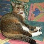 (Category: ) located in . Submitted by mnmwjnj (Listing ID 1003942389, Image 1). Description: .