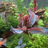 (Category: ) located in . Submitted by corydory (Listing ID 1223276805, Image 1). Description: .