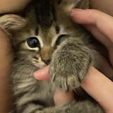 (Category: ) located in . Submitted by catjellybean (Listing ID 1384850304, Image 1). Description: .