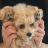 （分類：）位於 。 由 09.27___ 提交（商品編號 1361714511，圖片 1）。簡介： 。