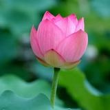 （分類：）位於 。 由 leonlao2 提交（商品編號 1356059512，圖片 1）。簡介： 。
