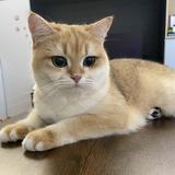 （分類：）位於 。 由 new_sstore 提交（商品編號 1188373112，圖片 1）。簡介： 。
