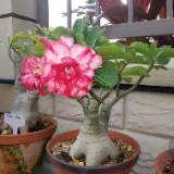 (Category: ) located in . Submitted by adenium.friends (Listing ID 1373993452, Image 1). Description: .