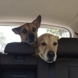 (Category: ) located in . Submitted by yellingdogmum (Listing ID 1375669435, Image 1). Description: .