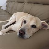 (Category: ) located in . Submitted by hellok9 (Listing ID 1379192726, Image 1). Description: .