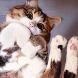 由 amy212219 (刊登 ID 1468035514,圖片 1) 提交,位於 的 (類別:),說明:。