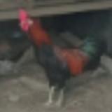 (Category: ) located in . Submitted by ahmaddddds (Listing ID 1454887664, Image 1). Description: .