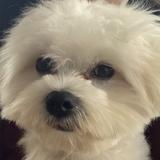 (Category: ) located in . Submitted by oabby (Listing ID 1382717270, Image 1). Description: .