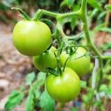 （分類：）位於 。 由 keesing 提交（商品編號 1381879593，圖片 1）。簡介： 。