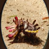 (Category: ) located in . Submitted by flamfish (Listing ID 1289171467, Image 1). Description: .