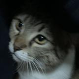 (Category: ) located in . Submitted by kopifish27 (Listing ID 1366937318, Image 1). Description: .