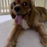 (Category: ) located in . Submitted by buckychew (Listing ID 1384549353, Image 1). Description: .