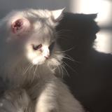 (Category: ) located in . Submitted by fluffy.frooty (Listing ID 1363015813, Image 1). Description: .
