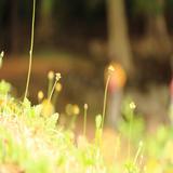 （分類：）位於 。 由 ha538 提交（商品編號 1209462004，圖片 1）。簡介： 。