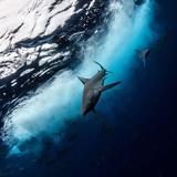 （分類：）位於 。 由 sharkocean 提交（商品編號 1380352735，圖片 1）。簡介： 。