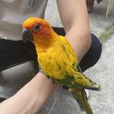 頭像