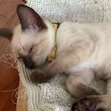 (Category: ) located in . Submitted by beegrace (Listing ID 1350577659, Image 1). Description: .