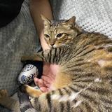 （分類：）位於 。 由 winnielok0307 提交（商品編號 1382746756，圖片 1）。簡介： 。