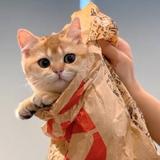 (分類:)位於 。 由 sugar_siu 提交(商品編號 1454558066,圖片 1)。簡介: 。