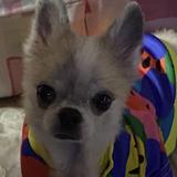 (Category: ) located in . Submitted by pepperooshop (Listing ID 1377713121, Image 1). Description: .