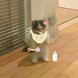 由 ytcyht (刊登 ID 1361764789，圖片 1) 提交，位於 的 (類別：)，說明：。