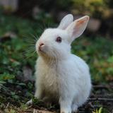 由 rabbit295 (刊登 ID 1255479664，圖片 1) 提交，位於 的 (類別：)，說明：。