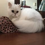 （分類：）位於 。 由 tintin_ti 提交（商品編號 1166341445，圖片 1）。簡介： 。